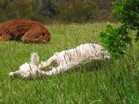 2008-11-25 a sleeping alpaca! Casper (c) Jason Grossman.jpg